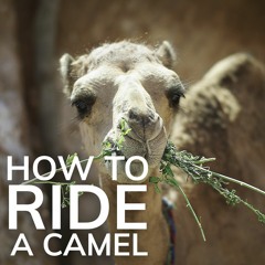 How To Ride A Camel