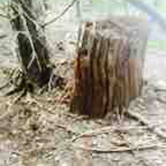 Tree Stump [wiley]
