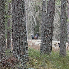 Capercaillie lek with infrasound