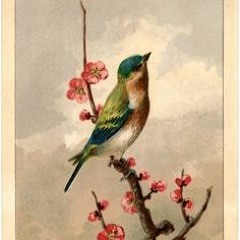 ne feryad edersin divane bülbül