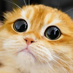 Cat Song Meow