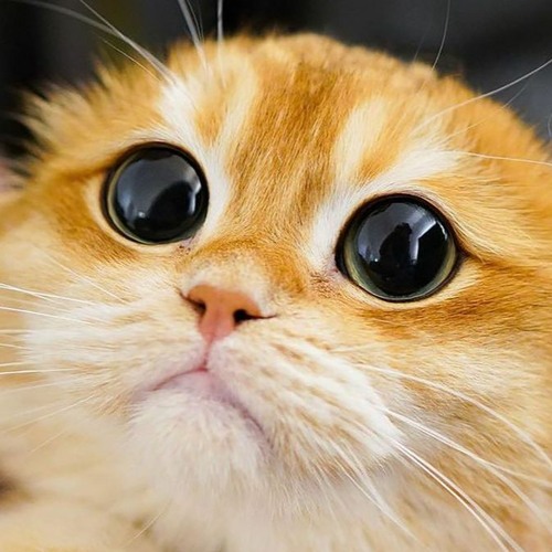 Cat Song Meow
