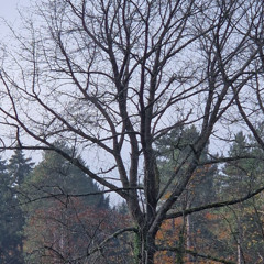 MusicLeon20251111_v2