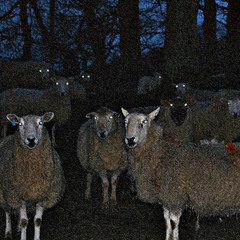 LITTLE LAMB - SEMATARY