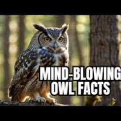 Owl Mind -Rell SmOovee