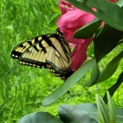 differently thinkinG