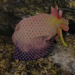 Baelodia Mobeii Molluskular