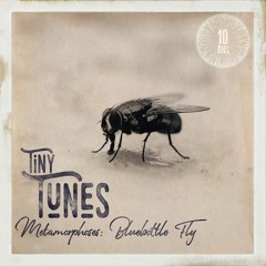 What The Phaune #5 - Tiny Tunes #11 - Bluebottle Fly