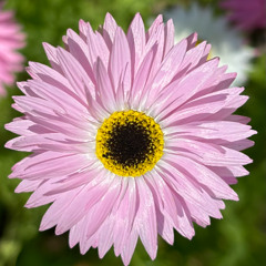 Gratefulness Meditation