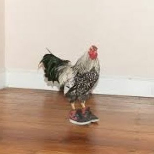 CHICKEN LOGIC