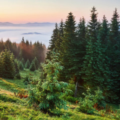 Whispering Pines (Acoustic Music No Copyright)