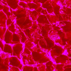 Sanguine
