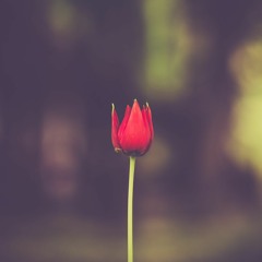 A Tulip For Genji