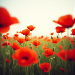 Love is like a poppy red