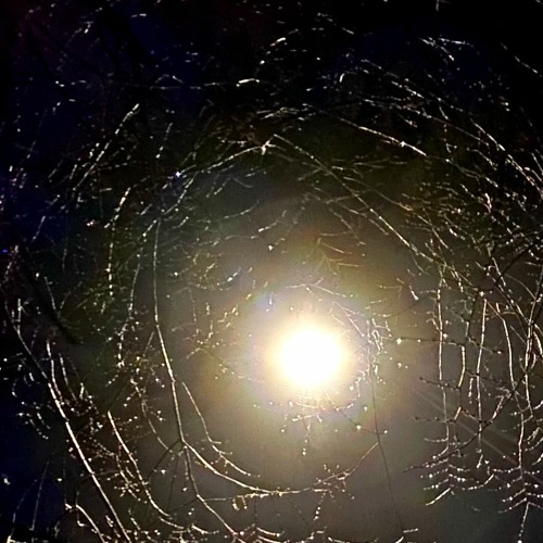 moth in the flame_20231129