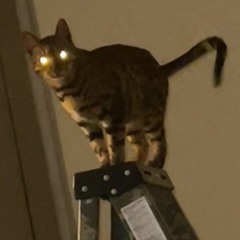 cat on a ladder