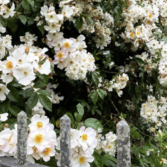 Lyodra - Pesan Terakhir