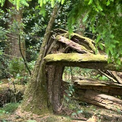 Woodwalker