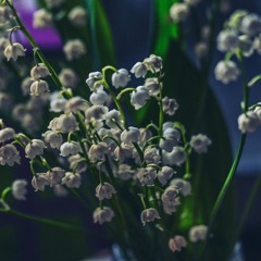 Lily of the Valley (prod sees)