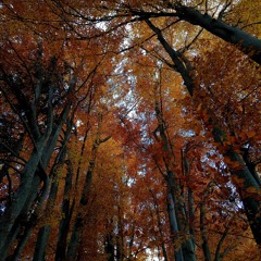 forest tales