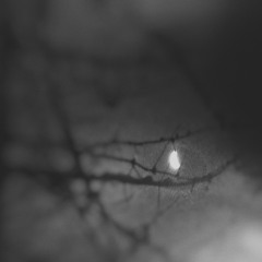 [demos] Nightlight_v1