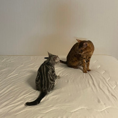 ［inst］Softly (prod.ilya)