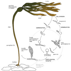 karleys bullswhcipsaxiphonenighttrack