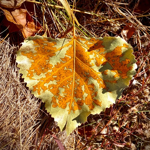 Inspiración de Efervecencia ✨✨✨✨✨✨✨