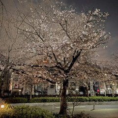 夜桜 feat.junos