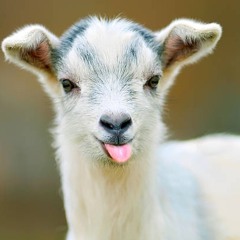 Baby Goat
