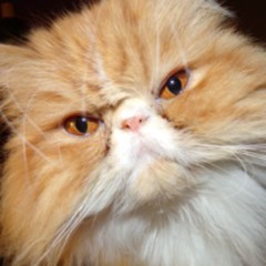 "Kitty" - Presidents of the United States of America (sung by me)