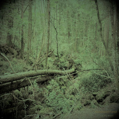 Abandoned Forest.sample