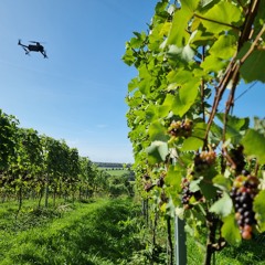 Drone - Mapping - Of - Vineyards