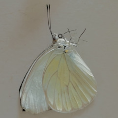 I Want A Home With You