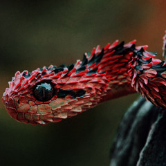 SNAKE