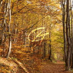 Autumn Forest