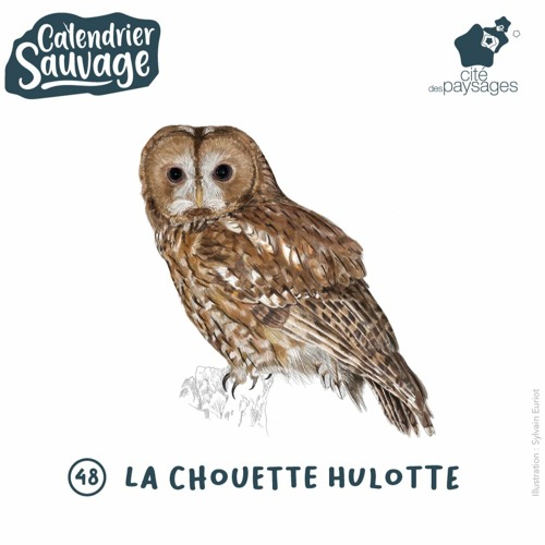 Audiofocus - La chouette hulotte