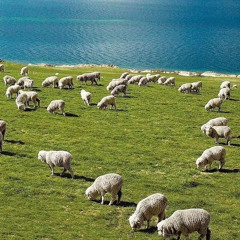 Himno 248-Jehova es mi Pastor para siempre!-Psalm 23-The Lord is my Sheperd Forever-Gonzalez Ray