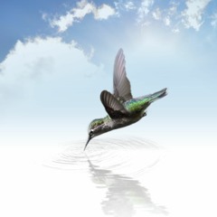 My Hummingbird | Caminho do Astral #12