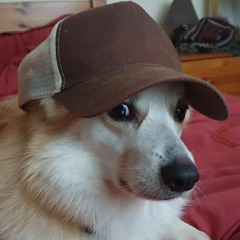 Walk The Dog (Live)