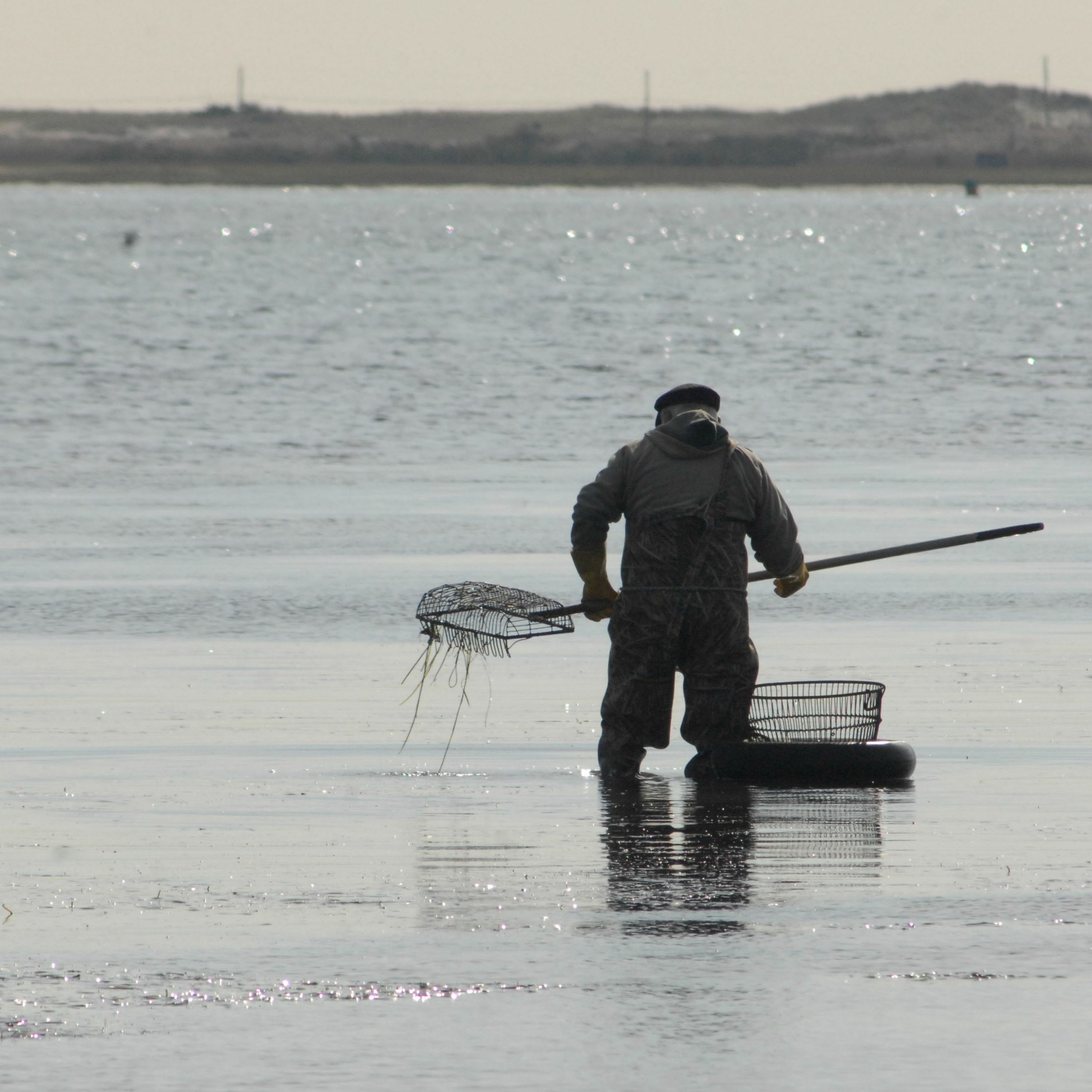 Scallop Harvest Forecast Is Bleak