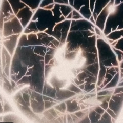 $PIDER$ ON MY CEILING [UglyBoy x 2th]