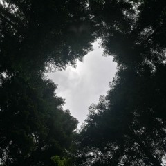 Dark Forest of Vrben - DJ Set