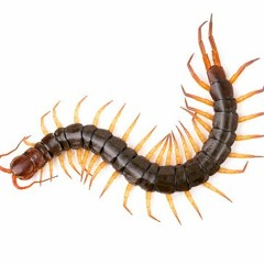 How to get rid of centipedes in house