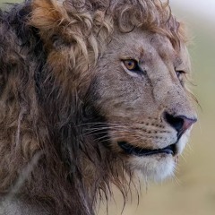 mERK prod.aletheillest feat.aletheillest