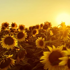 sunflowers