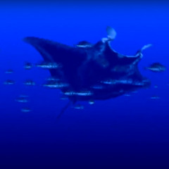 manta_ray soundscape [toha records beat challenge]