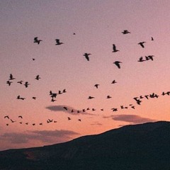fly