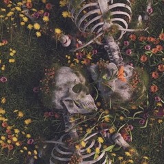 Scarlet Begonias MIX