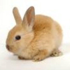 EASTER BUNNY FREESTLYE